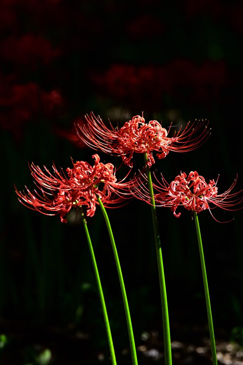 Cluster-of-cluster-amaryllis-02