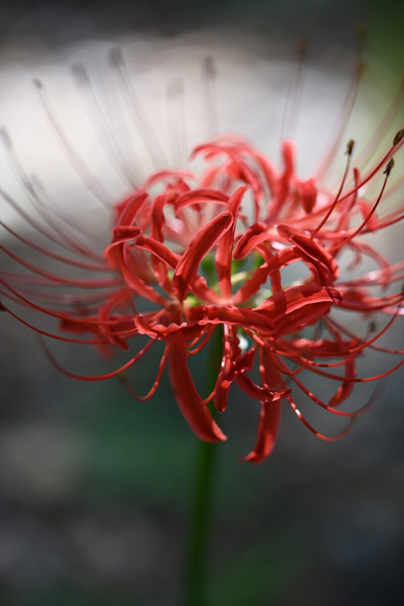 Cluster-amaryllis-in-the-center-06