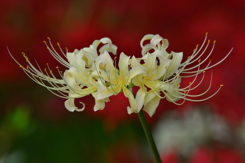 Cluster-amaryllis-in-the-center-09