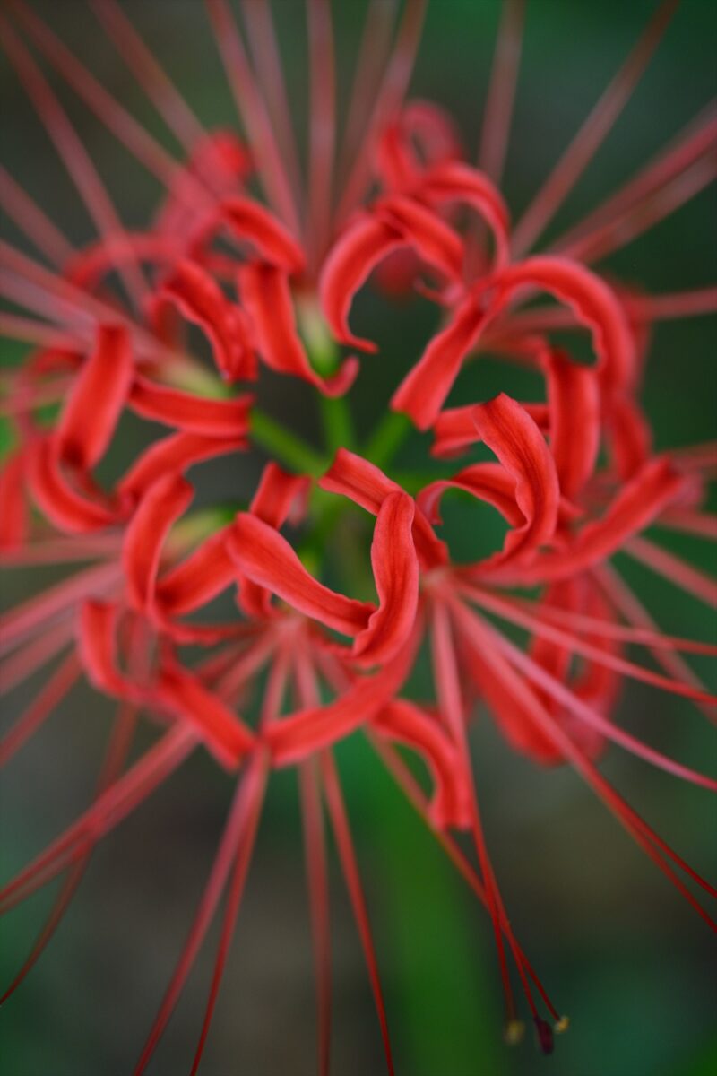 Cluster-amaryllis-in-the-center-04