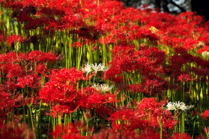 Cluster-amaryllis-blooming-on-the-bank-04