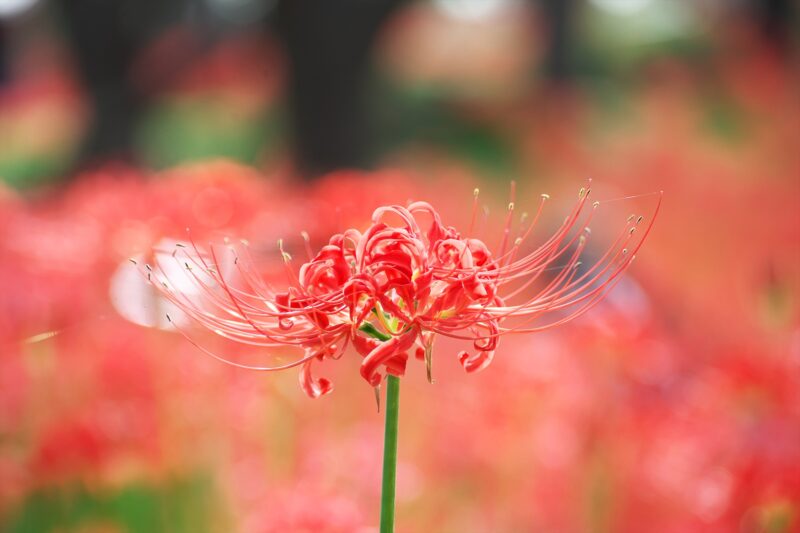 Cluster-amaryllis-in-the-center-08