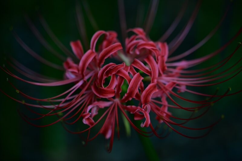 Cluster-amaryllis-in-the-center-02