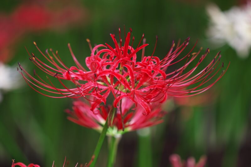 Cluster-amaryllis-in-the-center-01