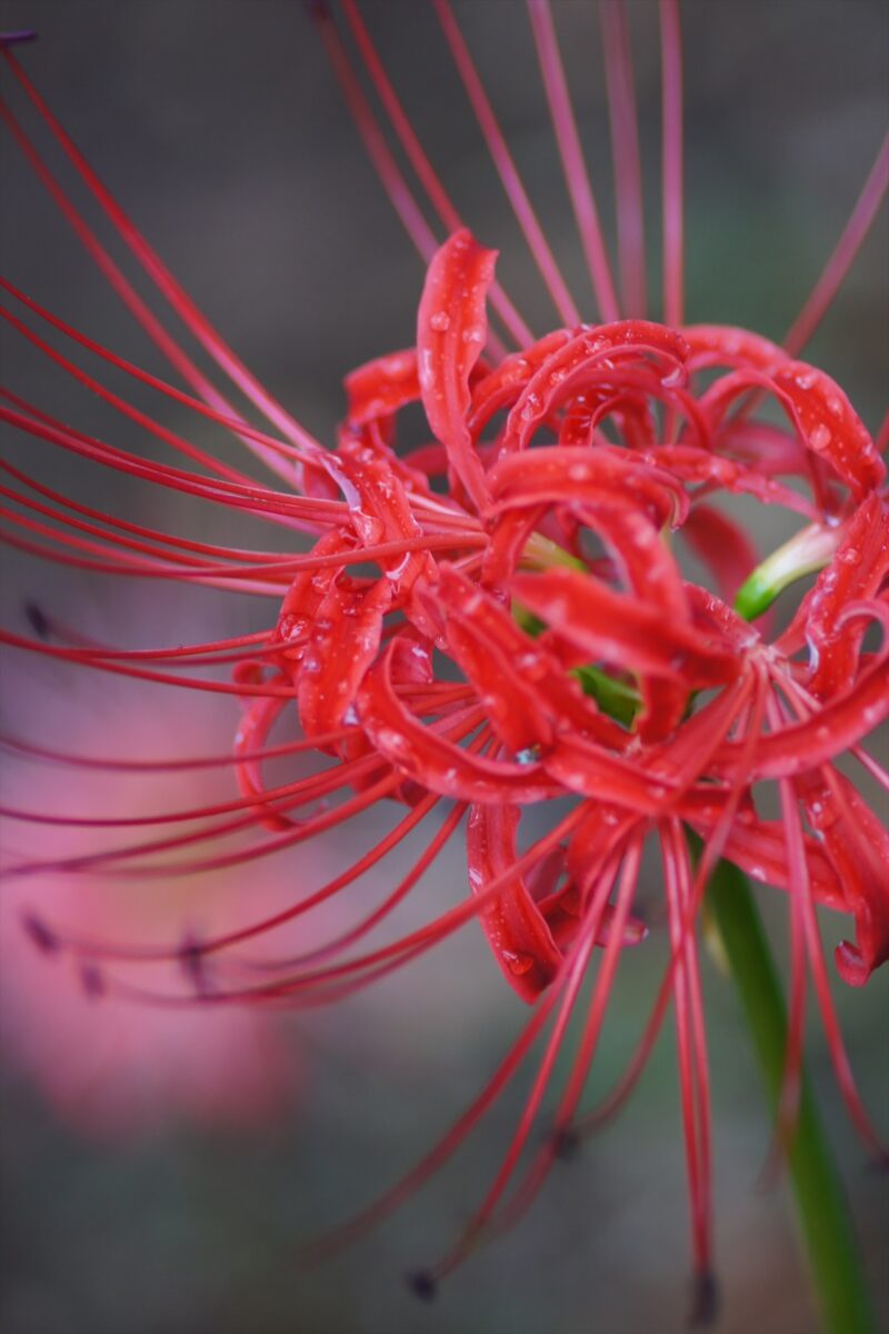 Cluster-amaryllis-in-the-center-15