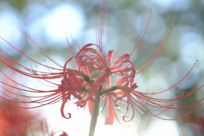 Cluster-amaryllis-in-the-center-11