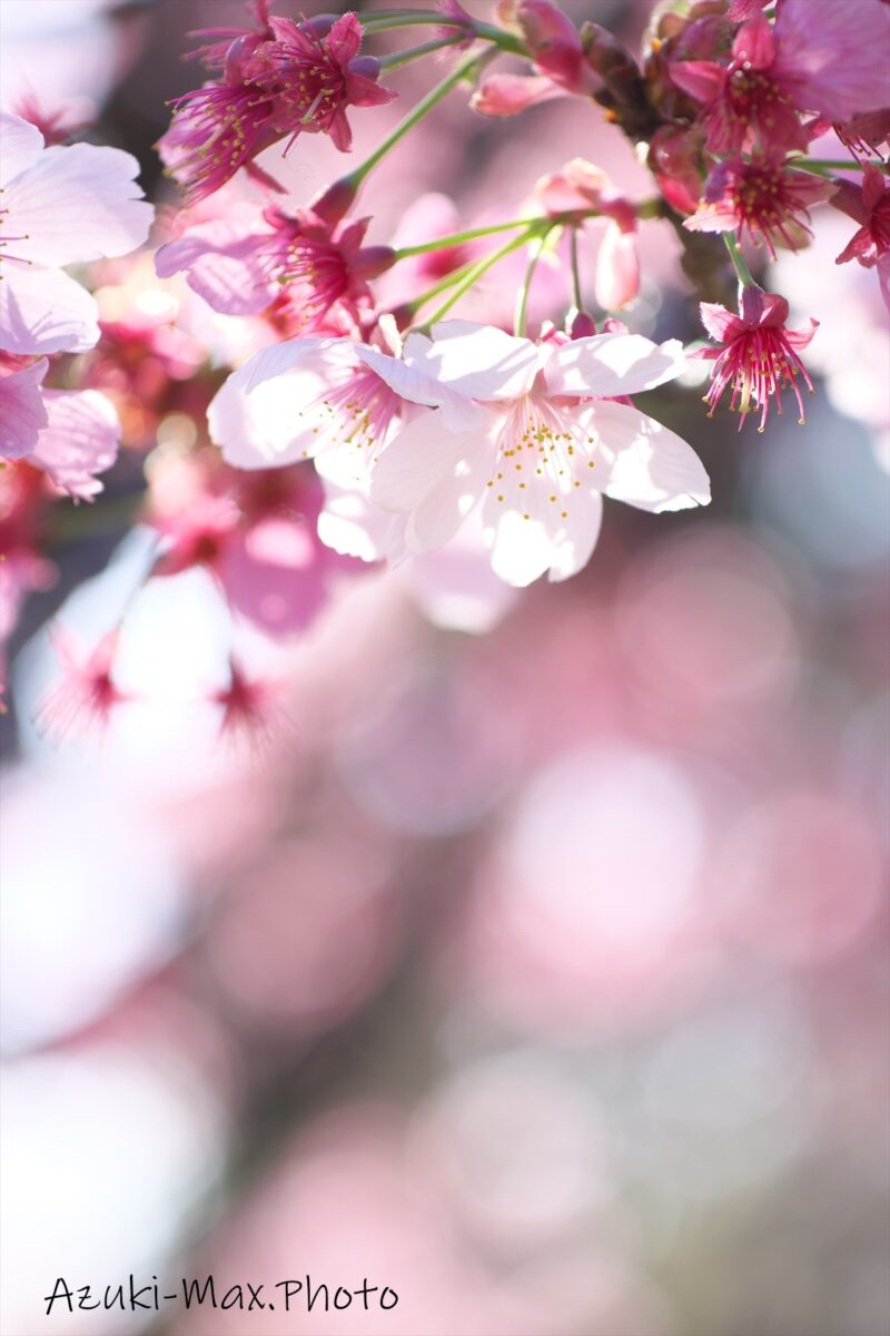 桜と玉ボケ