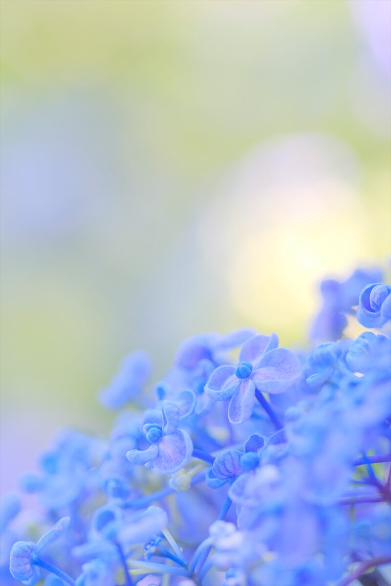 白色紫陽花