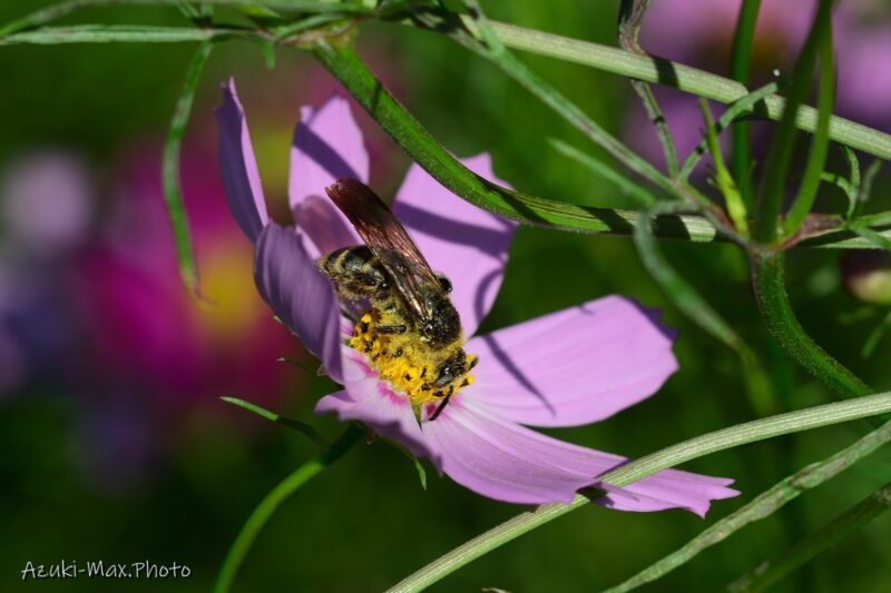 Cosmos-and-bees-1