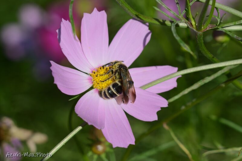 Cosmos-and-bees-2