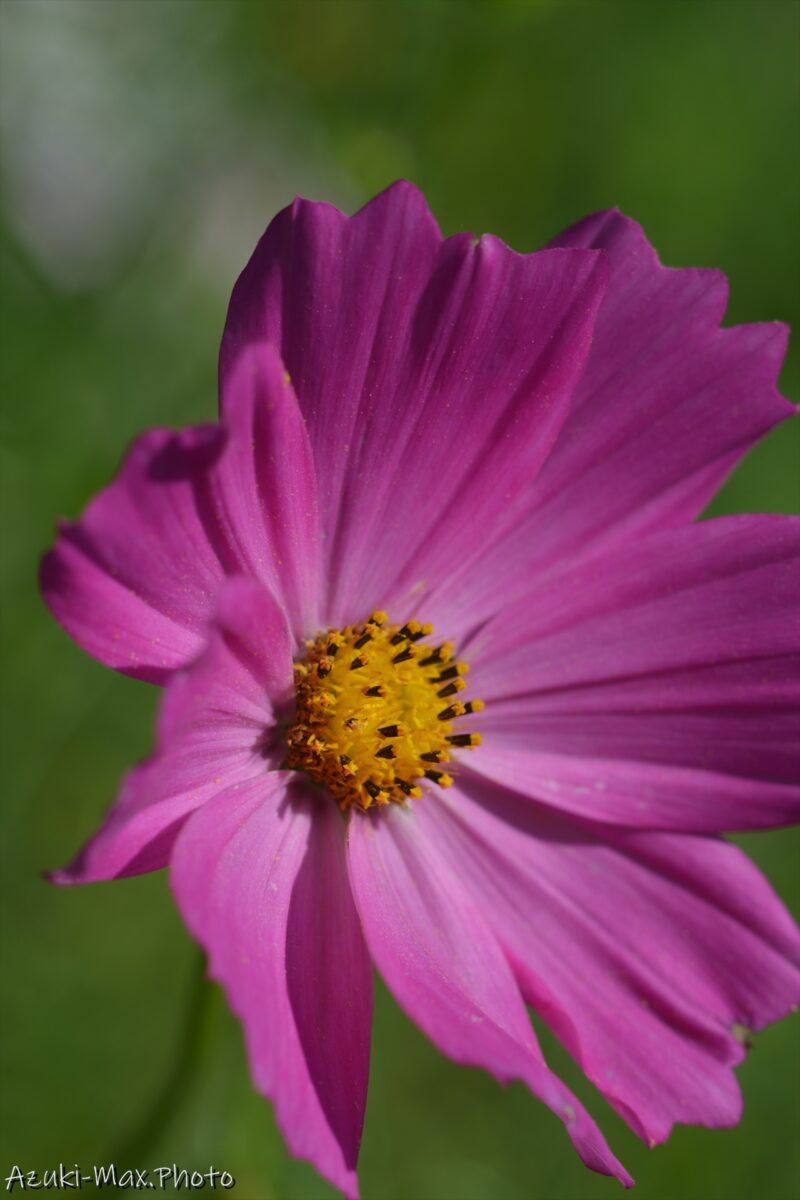 Cosmos-pictures-09