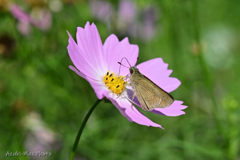 Cosmos-and-butterflies-1