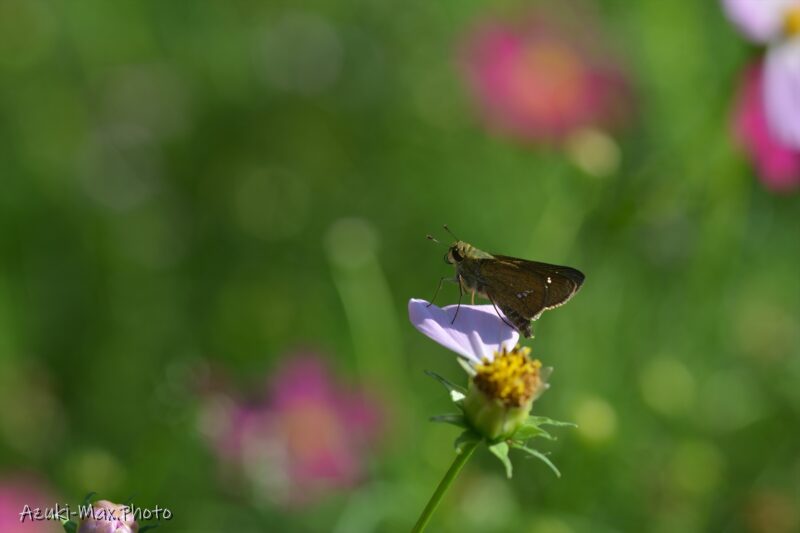 Cosmos-and-butterflies-2
