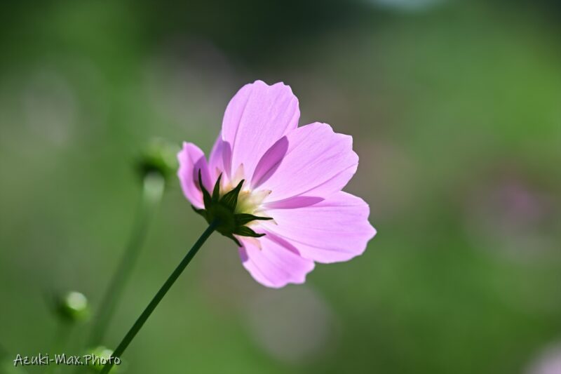 Cosmos-pictures-03