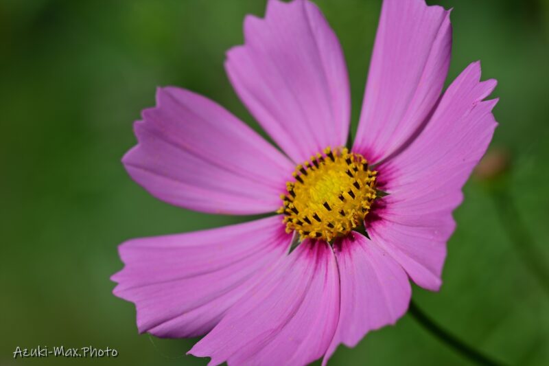 Featured-image-Cosmos
